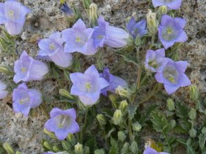 父の日に花を贈る 花言葉からピッタリな種類と色を選んでみよう ドドヨの腹ぺこ自由帳