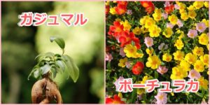 敬老の日に贈る花もう決めた 定番 おすすめの花言葉を紹介 ドドヨの腹ぺこ自由帳
