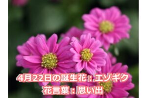 鬼滅の刃 登場キャラの誕生花と花言葉を誕生日イラストと共に紹介 ドドヨの腹ぺこ自由帳