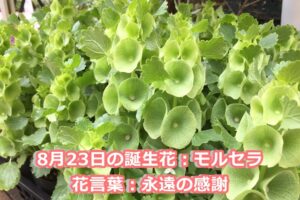 鬼滅の刃 登場キャラの誕生花と花言葉を誕生日イラストと共に紹介 ドドヨの腹ぺこ自由帳